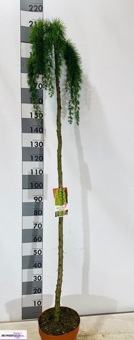 <h4>LARIX KA PENDULA</h4>