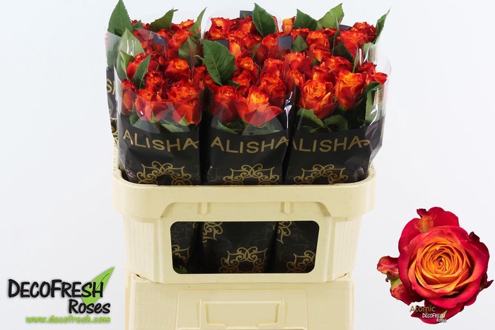 <h4>R Gr Atomic</h4>