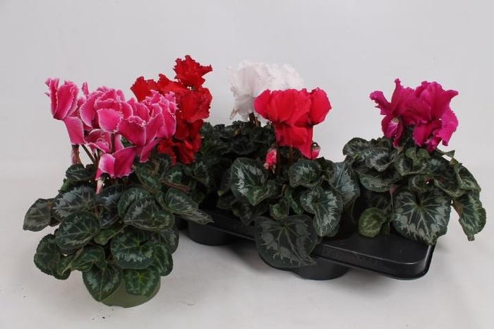 <h4>CYCL GR HAL CURLY</h4>