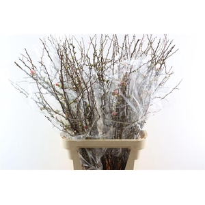 Chaenomeles X Superba