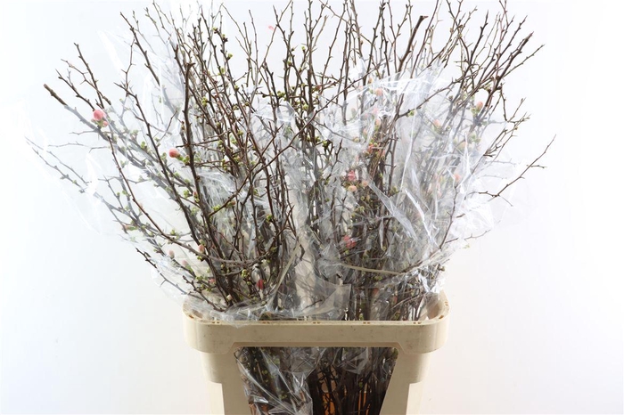 <h4>Chaenomeles X Superba</h4>