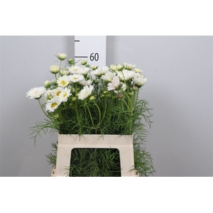 Cosmos Bipin White