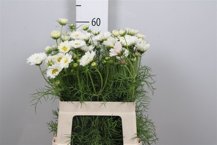 <h4>Cosmos Bipin White</h4>