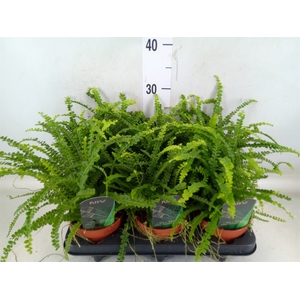 Nephrolepis cord. 'Duffii'