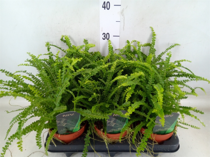 <h4>Nephrolepis cord. 'Duffii'</h4>