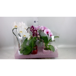 Phalaenopsis   ...
