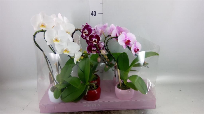 Phalaenopsis   ...