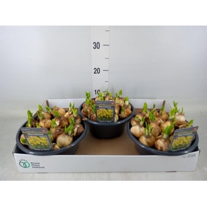 Narcissus 'Tete a tete'