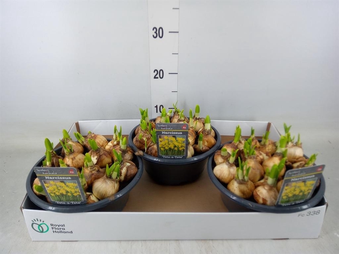 <h4>Narcissus  'Tete a tete'</h4>