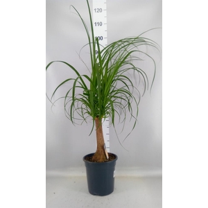 Beaucarnea recurvata