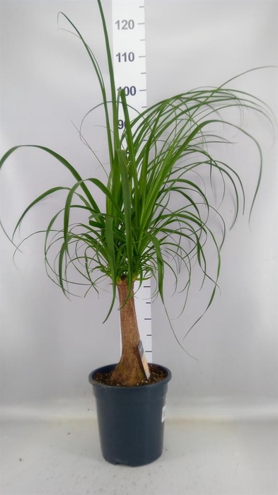 <h4>Beaucarnea recurvata</h4>