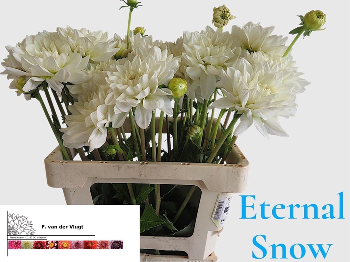 <h4>Dahl Eternal Snow</h4>