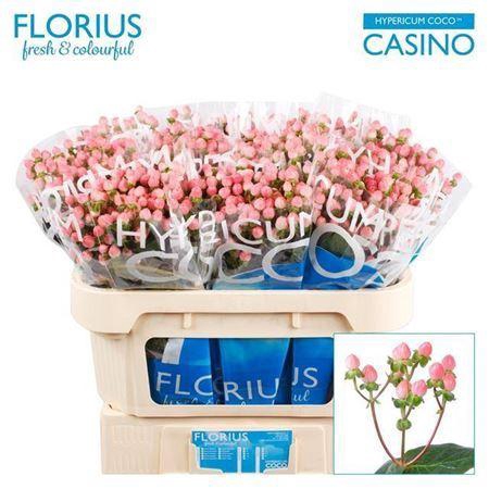 <h4>Hyp Coco Casino Pink</h4>