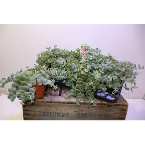 Sedum Sieboldii