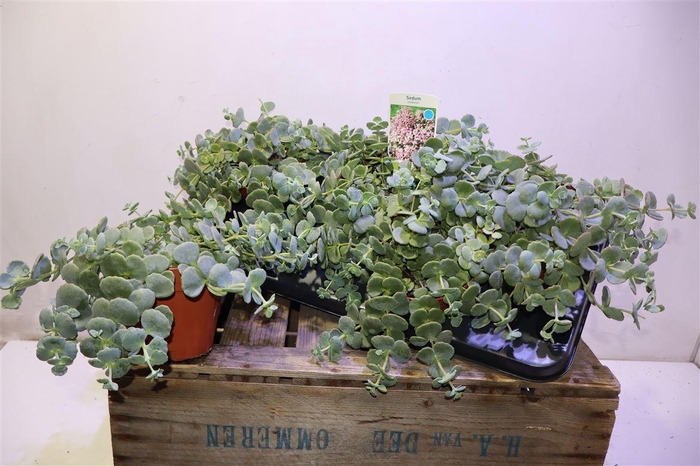 <h4>Sedum Sieboldii</h4>