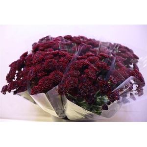Chr S Jinda Red X5