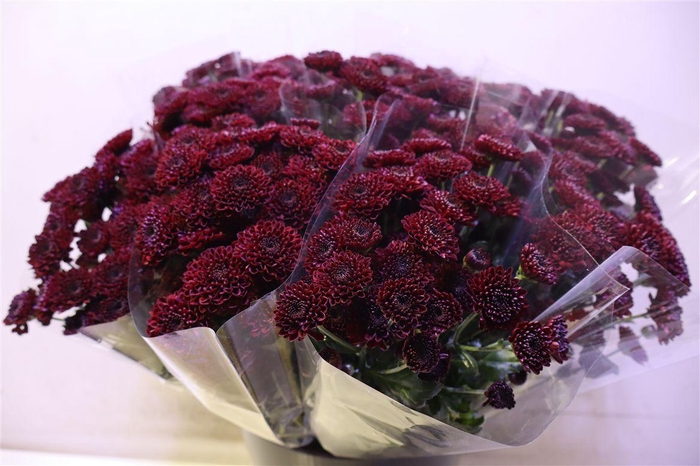 <h4>Chr S Jinda Red X5</h4>