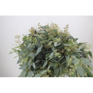Euca Populus Berry 300gr P Bunch