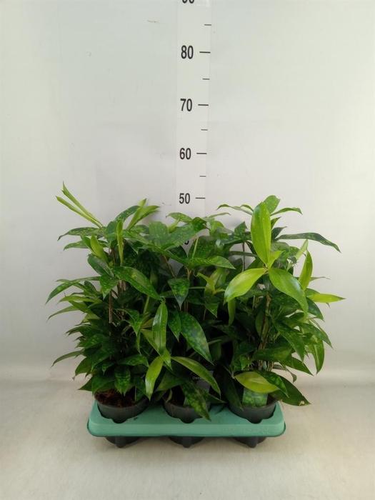 <h4>Dracaena surculosa</h4>