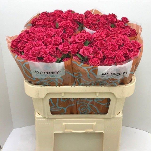 <h4>Rosa TR 'Quincy' BRAAM</h4>