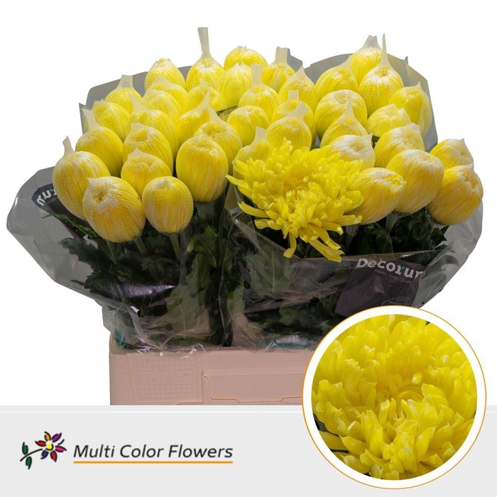 <h4>Chrysanthemum PL 'Antonov'  .col H%</h4>