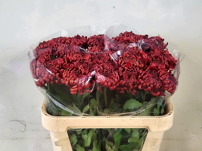 <h4>CHR G ANKARA RED</h4>