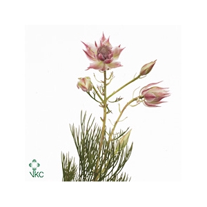 Blushing Bride Pink 6/9 Flowers