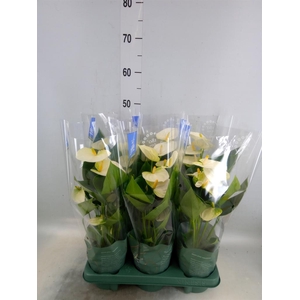 Anthurium  'Karma White'