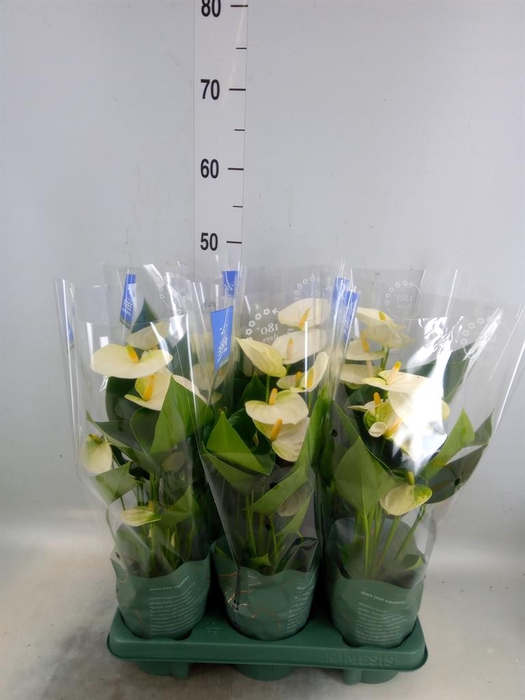 <h4>Anthurium  'Karma White'</h4>