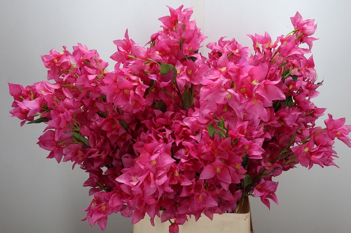 <h4>Deco Stem Bougainvillea D. Pink X5 L104</h4>