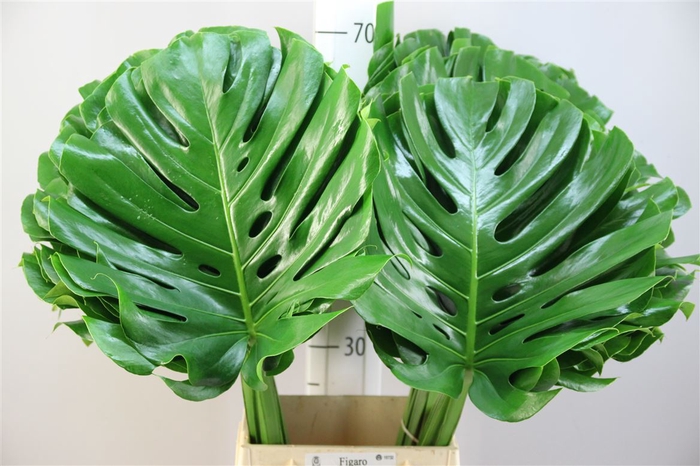 <h4>Monstera 45</h4>