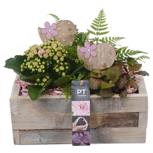 PTIB6552 Arrangement Indoor in houten bak