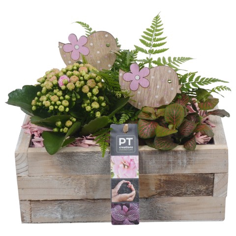 <h4>PTIB6552 Arrangement Indoor in houten bak</h4>