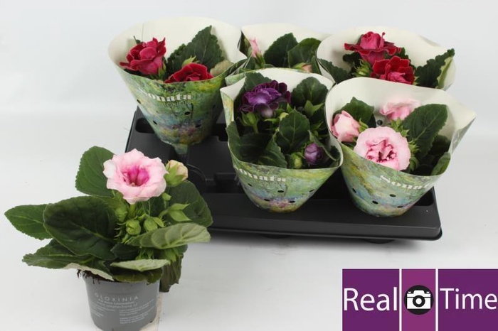 <h4>SINN SONATA GEM</h4>