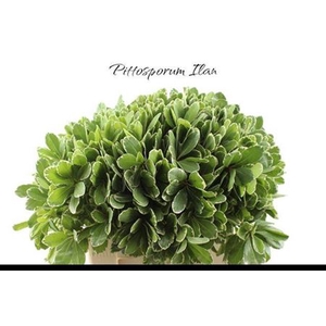Pittosp To Ilan 60 Cm