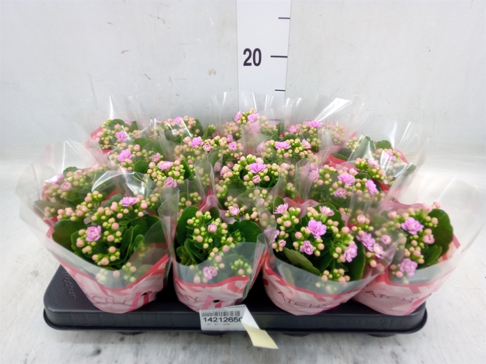 <h4>Kalanchoe blos. 'Calandiva Zeta'</h4>