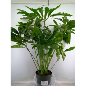 Philodendron  'Fun Bun'
