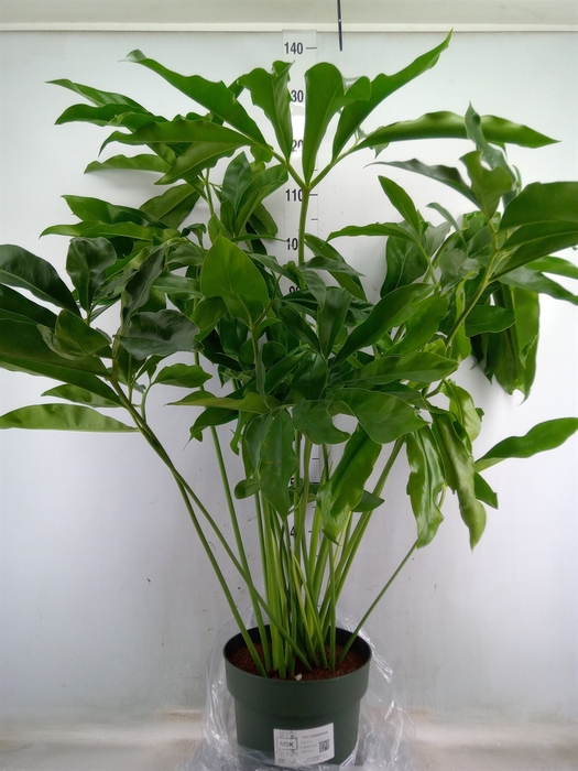 <h4>Philodendron  'Fun Bun'</h4>