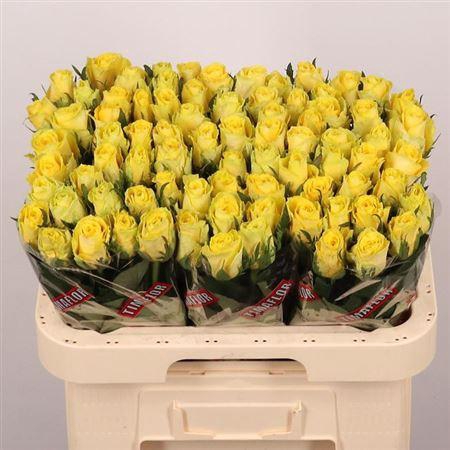 <h4>R Gr Good Times</h4>