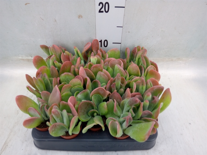 <h4>Kalanchoe NF thyrsiflora 'Red Lips'</h4>