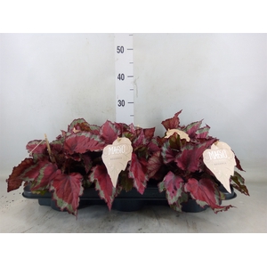 Begonia BD 'MagicColours Spitfire'