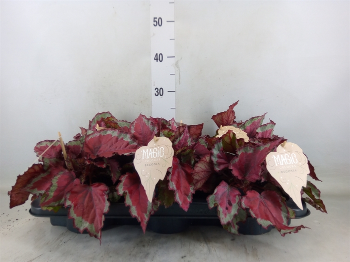 <h4>Begonia BD 'MagicColours Spitfire'</h4>