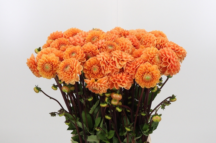 <h4>Dahlia Sylvia</h4>