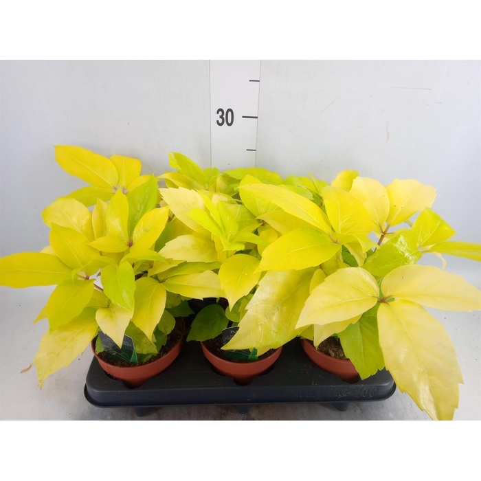 <h4>Schefflera actin.</h4>