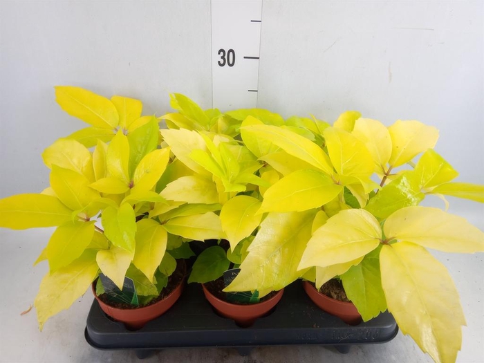 Schefflera actin.
