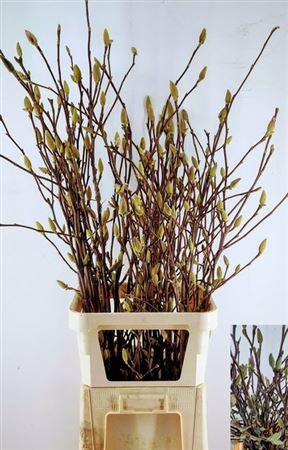 <h4>T Magnolia Ov Roze</h4>