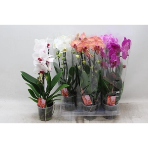 PHAL EL CASCADE