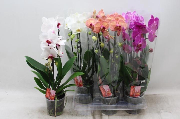 <h4>PHAL EL CASCADE</h4>