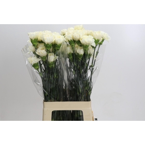 Dianthus St Rodas Creme