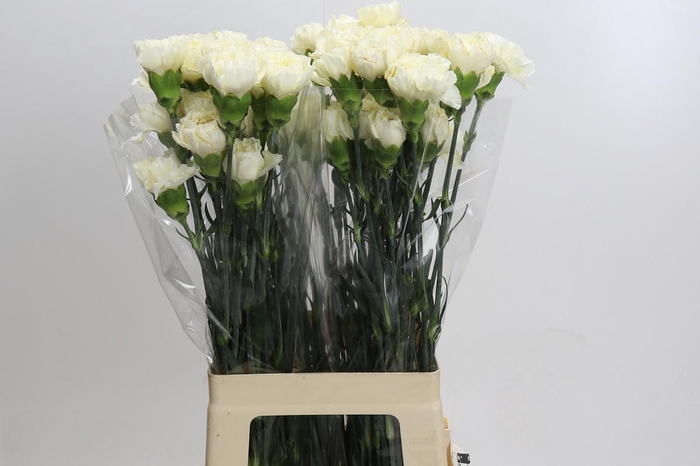 Dianthus St Rodas Creme
